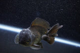 Short Body Thai Oranda  Bronze 3 Inch (ID#1001To14b-57) Free2Day SHIPPING