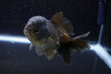 Short Body Thai Oranda  Bronze 3 Inch (ID#1001To14b-57) Free2Day SHIPPING