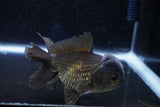 Short Body Thai Oranda  Bronze 3 Inch (ID#1001To14b-57) Free2Day SHIPPING