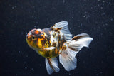 Thai Oranda  Calico 4.5 Inch (ID#1129To5b-96) Free2Day SHIPPING