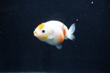 Baby Ranchu  Calico 2.5 Inch (ID#408R9c-25) Free2Day SHIPPING