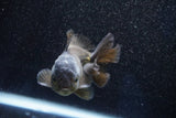 Short Body Thai Oranda  Bronze 3 Inch (ID#1001To14b-57) Free2Day SHIPPING