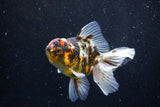 Thai Oranda  Calico 4.5 Inch (ID#1129To5b-96) Free2Day SHIPPING