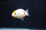 Baby Ranchu  Calico 2.5 Inch (ID#408R9c-25) Free2Day SHIPPING