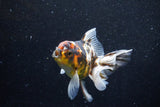 Thai Oranda  Calico 4.5 Inch (ID#1129To5b-96) Free2Day SHIPPING