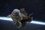 Short Body Thai Oranda  Bronze 3 Inch (ID#1001To14b-57) Free2Day SHIPPING