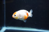 Baby Ranchu  Calico 2.5 Inch (ID#408R9c-25) Free2Day SHIPPING