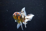 Thai Oranda  Calico 4.5 Inch (ID#1129To5b-96) Free2Day SHIPPING