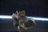 Short Body Thai Oranda  Bronze 3 Inch (ID#1001To14b-57) Free2Day SHIPPING