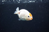 Baby Ranchu  Calico 2.5 Inch (ID#408R9c-25) Free2Day SHIPPING