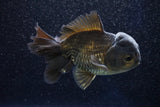 Short Body Thai Oranda  Bronze 3 Inch (ID#1001To14b-57) Free2Day SHIPPING