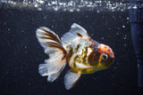 Thai Oranda  Calico 4.5 Inch (ID#1129To5b-96) Free2Day SHIPPING