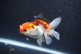 Juvenile Thai Oranda  Tricolor 3.5 Inch (ID#1105To13b-78) Free2Day SHIPPING