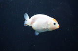 Baby Ranchu  Calico 2.5 Inch (ID#408R9c-25) Free2Day SHIPPING