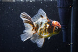 Thai Oranda  Calico 4.5 Inch (ID#1129To5b-96) Free2Day SHIPPING