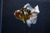 Thai Oranda  Calico 4.5 Inch (ID#1129To5b-96) Free2Day SHIPPING