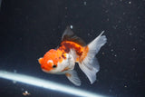 Juvenile Thai Oranda  Tricolor 3.5 Inch (ID#1105To13b-78) Free2Day SHIPPING