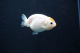 Baby Ranchu  Calico 2.5 Inch (ID#408R9c-25) Free2Day SHIPPING