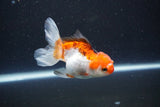 Juvenile Thai Oranda  Tricolor 3.5 Inch (ID#1105To13b-78) Free2Day SHIPPING