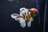 Thai Oranda  Calico 4.5 Inch (ID#1129To5b-96) Free2Day SHIPPING