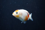 Baby Ranchu  Calico 2.5 Inch (ID#408R9c-25) Free2Day SHIPPING