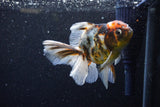 Thai Oranda  Calico 4.5 Inch (ID#1129To5b-96) Free2Day SHIPPING