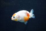 Baby Ranchu  Calico 2.5 Inch (ID#408R9c-25) Free2Day SHIPPING