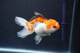 Juvenile Thai Oranda  Tricolor 3.5 Inch (ID#1105To13b-78) Free2Day SHIPPING