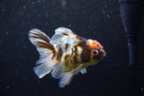 Thai Oranda  Calico 4.5 Inch (ID#1129To5b-96) Free2Day SHIPPING