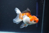 Juvenile Thai Oranda  Tricolor 3.5 Inch (ID#1105To13b-78) Free2Day SHIPPING