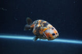 Juvenile Ranchu  Calico 3.5 Inch (ID#1213R9b-53) Free2Day SHIPPING