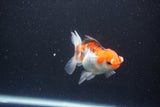 Juvenile Thai Oranda  Tricolor 3.5 Inch (ID#1105To13b-78) Free2Day SHIPPING