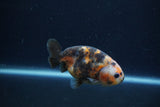 Juvenile Ranchu  Calico 3.5 Inch (ID#1213R9b-53) Free2Day SHIPPING