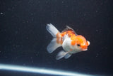 Juvenile Thai Oranda  Tricolor 3.5 Inch (ID#1105To13b-78) Free2Day SHIPPING