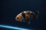 Juvenile Ranchu  Calico 3.5 Inch (ID#1213R9b-53) Free2Day SHIPPING