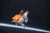 Juvenile Thai Oranda  Tricolor 3.5 Inch (ID#1105To13b-78) Free2Day SHIPPING