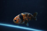 Juvenile Ranchu  Calico 3.5 Inch (ID#1213R9b-53) Free2Day SHIPPING