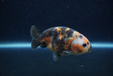 Juvenile Ranchu  Calico 3.5 Inch (ID#1213R9b-53) Free2Day SHIPPING