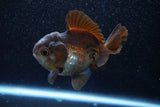 Short Body Thai Oranda  Bronze 3.5 Inch (ID#1001To14b-59) Free2Day SHIPPING