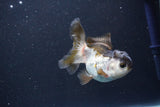 Juvenile Thai Oranda  Panda 3.5 Inch (ID#1105To13b-79) Free2Day SHIPPING