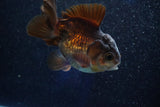 Short Body Thai Oranda  Bronze 3.5 Inch (ID#1001To14b-59) Free2Day SHIPPING