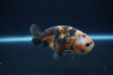 Juvenile Ranchu  Calico 3.5 Inch (ID#1213R9b-53) Free2Day SHIPPING