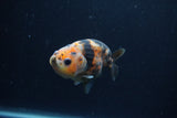 Juvenile Ranchu  Calico 3.5 Inch (ID#1213R9b-53) Free2Day SHIPPING