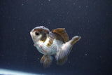 Juvenile Thai Oranda  Panda 3.5 Inch (ID#1105To13b-79) Free2Day SHIPPING