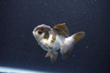 Juvenile Thai Oranda  Panda 3.5 Inch (ID#1105To13b-79) Free2Day SHIPPING