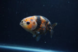 Juvenile Ranchu  Calico 3.5 Inch (ID#1213R9b-53) Free2Day SHIPPING