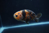 Juvenile Ranchu  Calico 3.5 Inch (ID#1213R9b-53) Free2Day SHIPPING