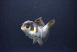 Juvenile Thai Oranda  Panda 3.5 Inch (ID#1105To13b-79) Free2Day SHIPPING