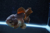 Short Body Thai Oranda  Bronze 3.5 Inch (ID#1001To14b-59) Free2Day SHIPPING