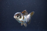 Juvenile Thai Oranda  Panda 3.5 Inch (ID#1105To13b-79) Free2Day SHIPPING